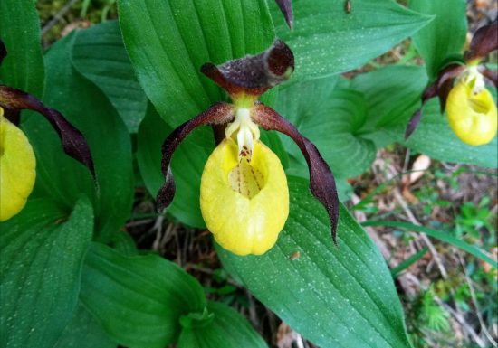 Fleurs et plantes pour la tisane