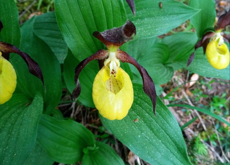 Fleurs et plantes pour la tisane