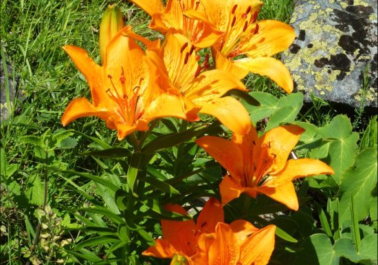 Fleurs et plantes pour la tisane