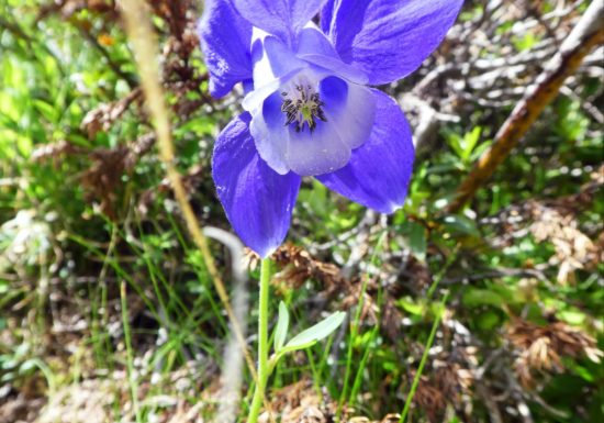 Fleurs et plantes pour la tisane