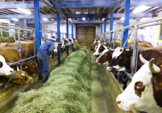 Traite des vaches en raquettes – randonnée patrimoine