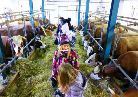 Traite des vaches en raquettes – randonnée patrimoine