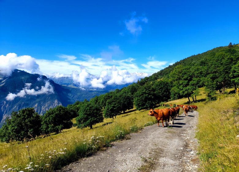 Visite au GAEC des Ardoisiers – Une journée en immersion