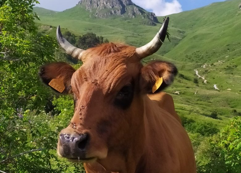 Visite au GAEC des Ardoisiers – Une journée en immersion