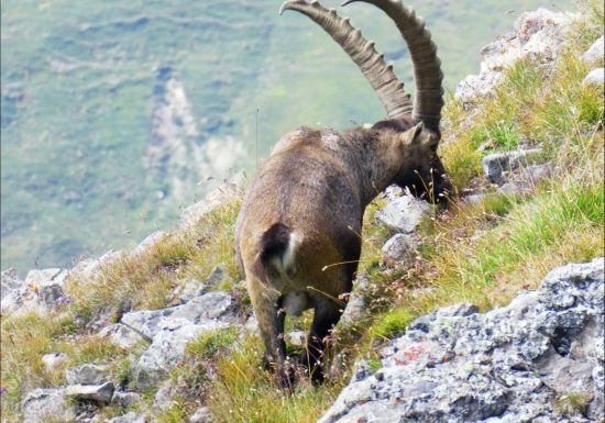 Rando et photo des bouquetins en Vanoise