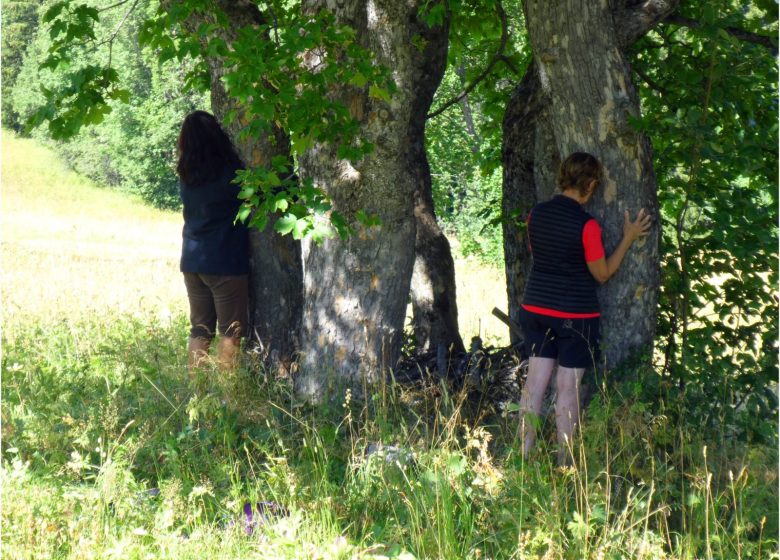 Plein d’énergie avec un arbre