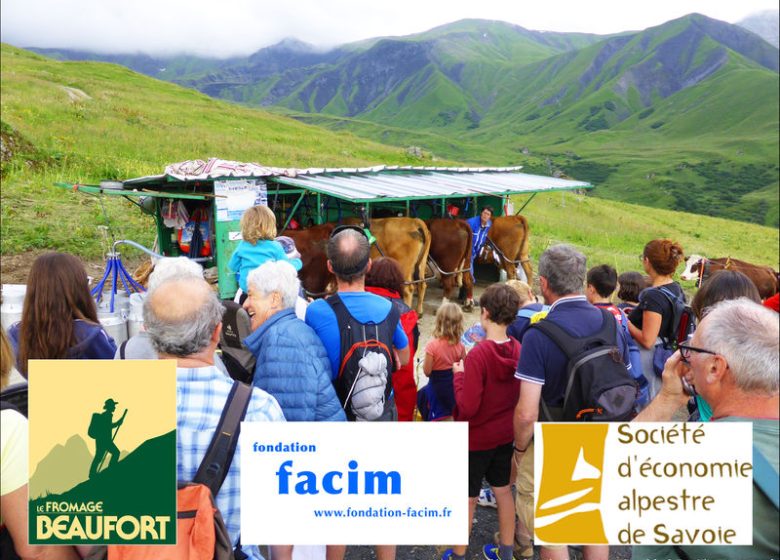 Traite des vaches en alpage, rando patrimoine