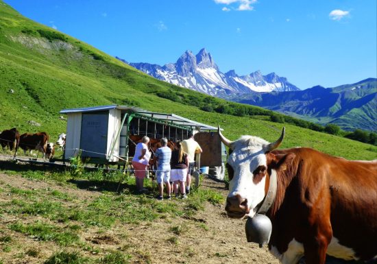 Traite des vaches en alpage, rando patrimoine
