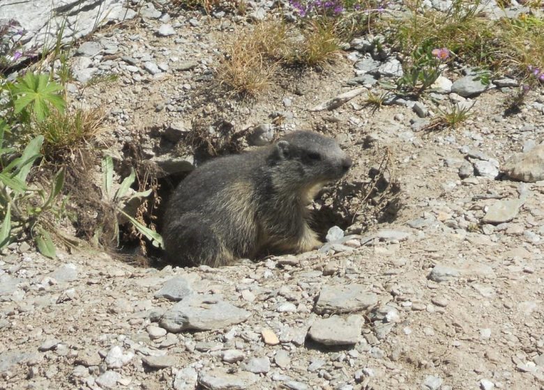Sortie faune – Rencontre avec les marmottes
