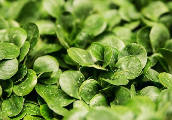 Les Jardins de St Julien