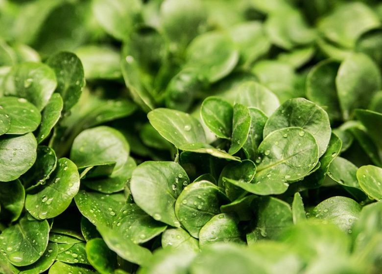 Les Jardins de St Julien