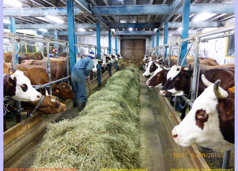 Balade gourmande, la traite des vaches