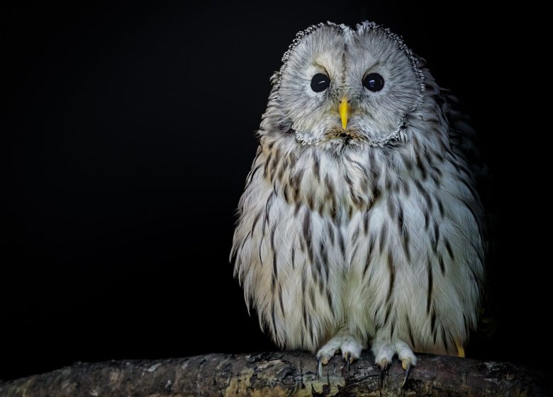 La nuit de la chouette