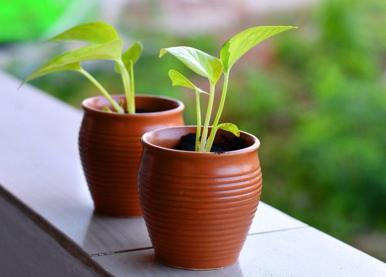 Atelier : Quelles semences pour mon potager ?