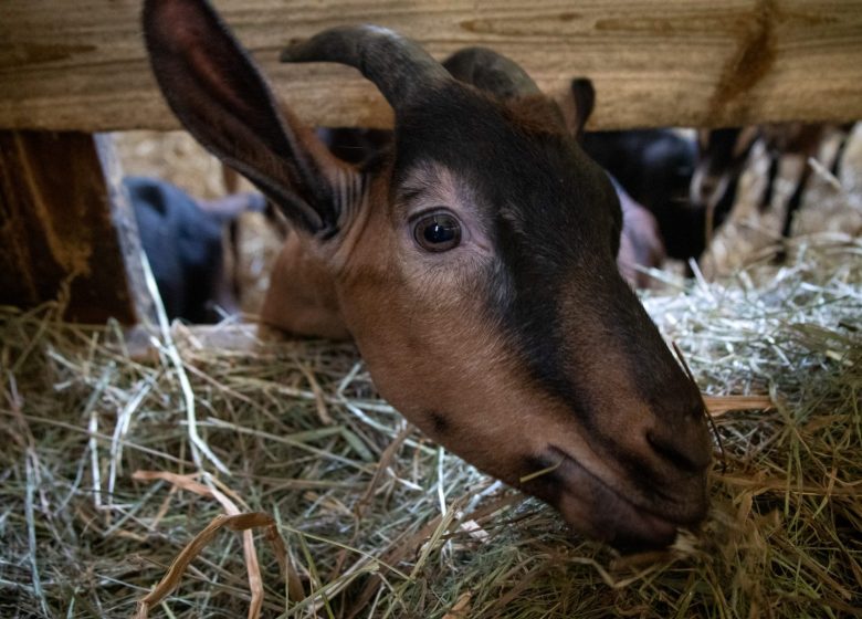 La Ferme des Brebiquettes