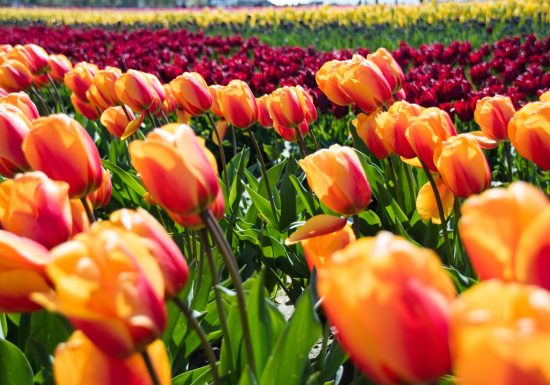 Excursion Fête de la Tulipe à Morges