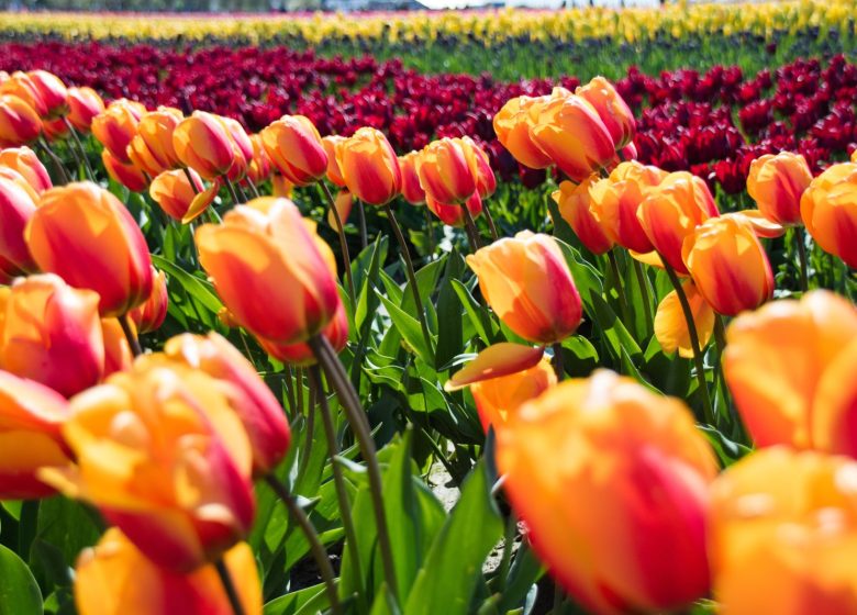 Excursion Fête de la Tulipe à Morges