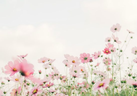 Fête du Printemps – 25ème édition