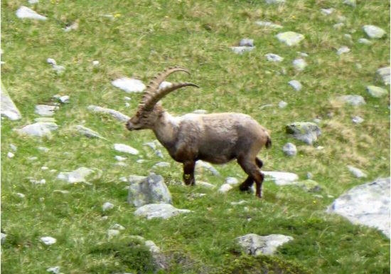 Photos des bouquetins en Vanoise, rando