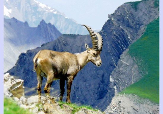 Photos des bouquetins en Vanoise, rando