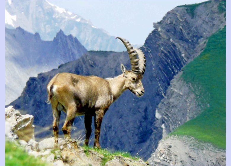 Photos des bouquetins en Vanoise, rando