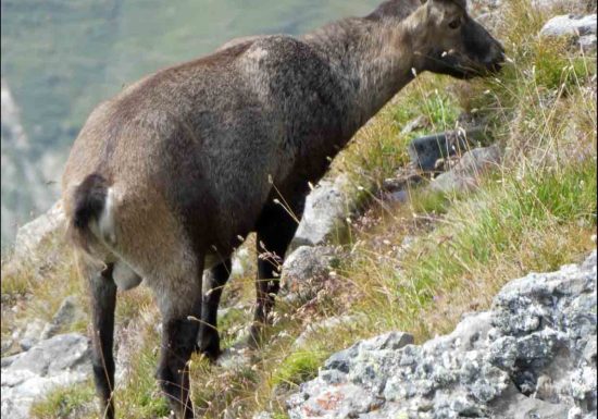 Photos des bouquetins en Vanoise, rando