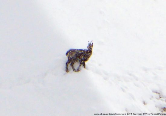 Observation des chamois
