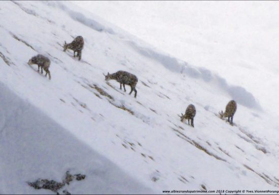 Observation des chamois