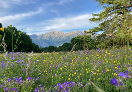 Découvrir les animaux et fleurs des forêts et alpages d’Albiez – Randonnée accompagnée