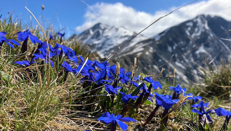 Découvrir les animaux et fleurs emblématiques de la montagne – Randonnée accompagnée