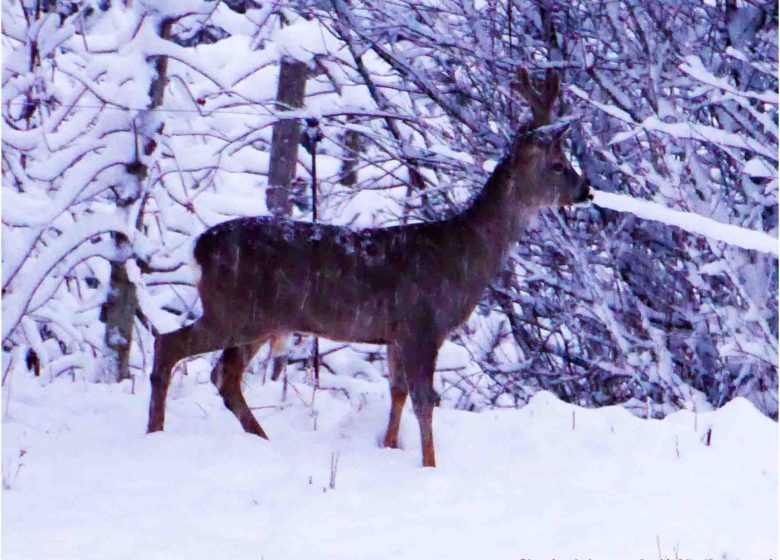 Les traces des animaux de montagne