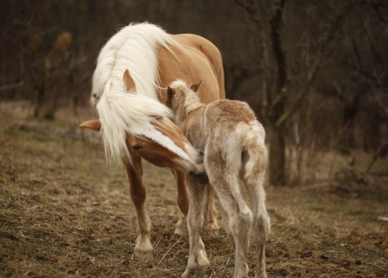 Centre équestre Soi Équestre