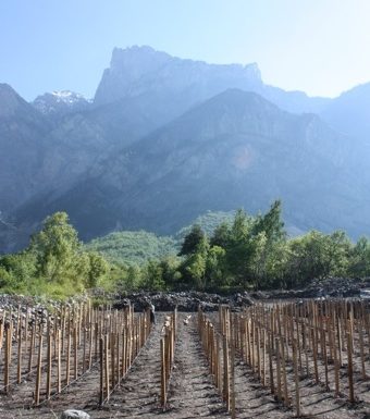 Vignoble conservatoire des Cépages Alpins