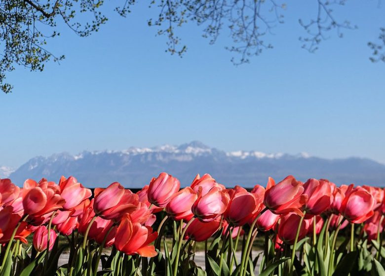 Excursion Fête de la Tulipe à Morges