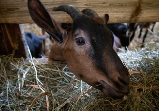 La Ferme des Brebiquettes