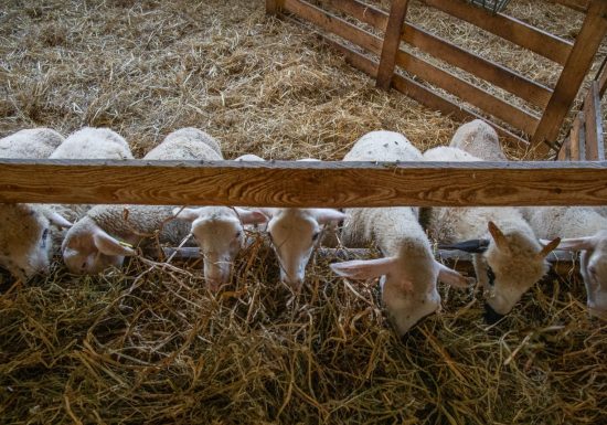 La Ferme des Brebiquettes