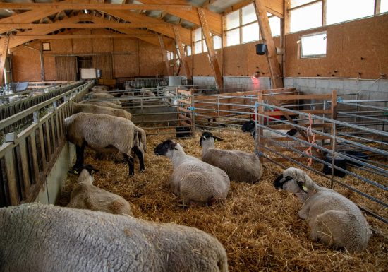 La Bergerie des Têtes noires