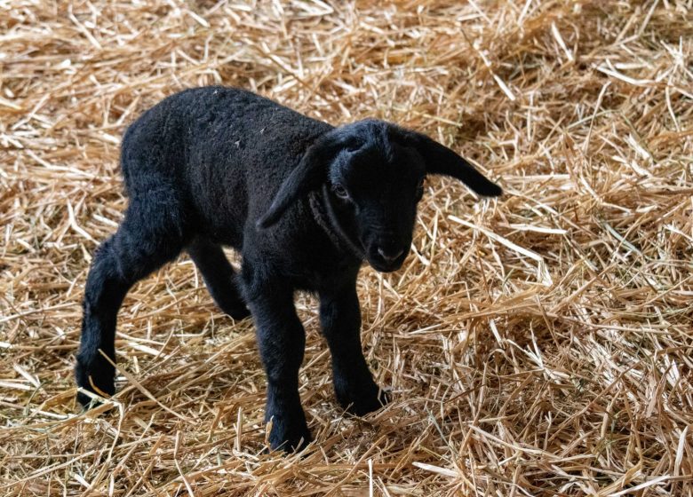 La Bergerie des Têtes noires