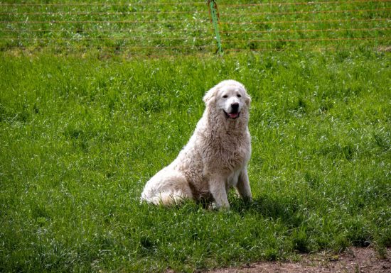 La Bergerie des Têtes noires