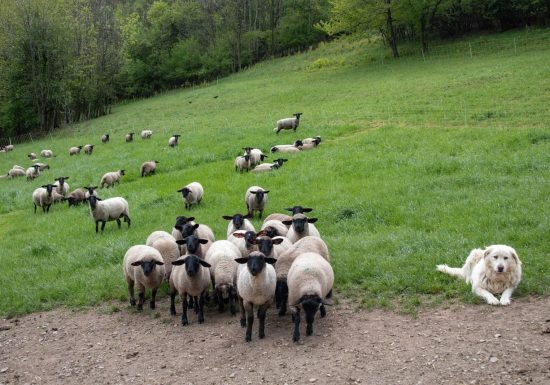 La Bergerie des Têtes noires