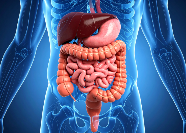 Et la santé du foie, on en parle ?