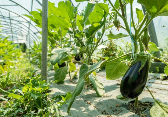 La Ferme de la Fournache