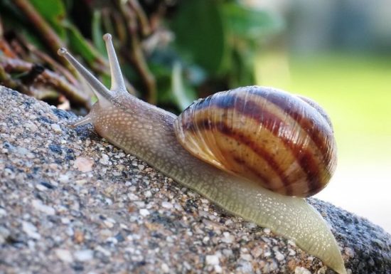 L’Escargot de la Maison Blanche
