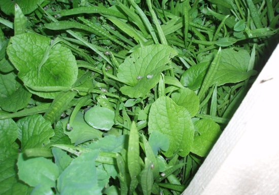 L’Escargot de la Maison Blanche