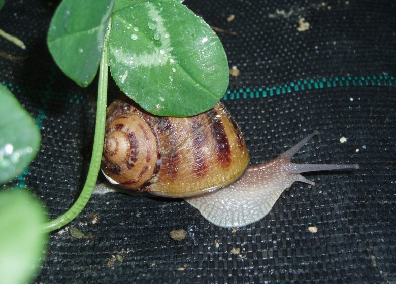 L’Escargot de la Maison Blanche