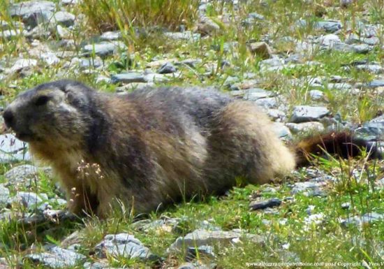 Observez la vie des marmottes – petite randonnée