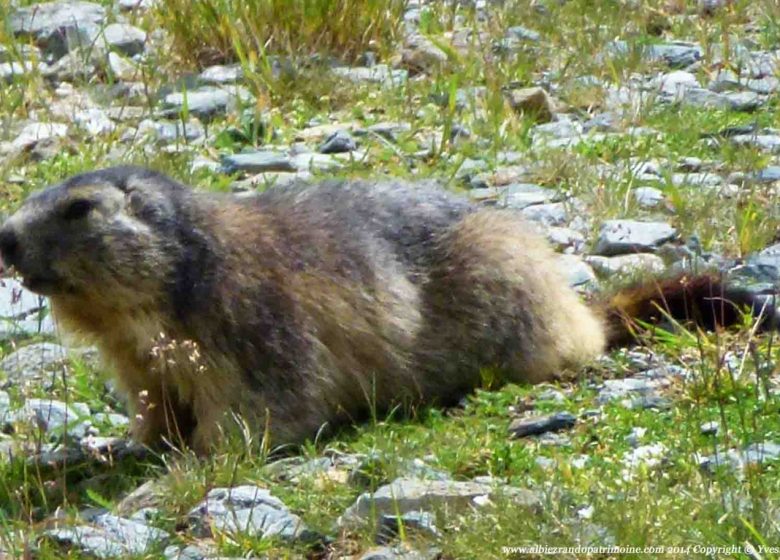 Observez la vie des marmottes – petite randonnée