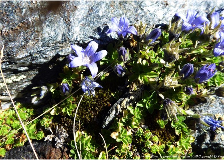 Randonnée dans le Parc National de la Vanoise