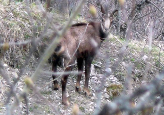 Observation des chamois