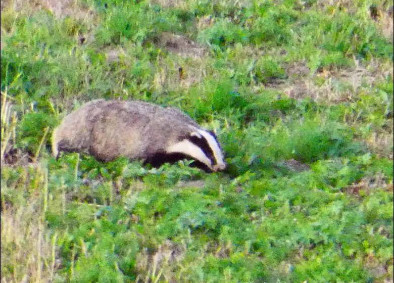 Observer chamois, chevreuils, biches…